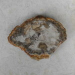 versteinertes Holz - Scheibe, Einzelstück