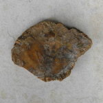 versteinertes Holz - Scheibe, Einzelstück