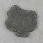 Pyritsonne 75 x 70 mm - Einzelstück