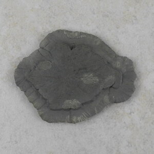 Pyritsonne 75 x 60 mm - Einzelstück