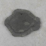 Pyritsonne 75 x 60 mm - Einzelstück